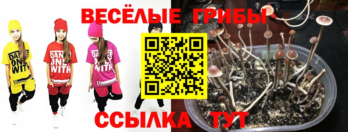 Псилоцибиновые грибы мицелий Обь